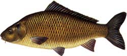 Karpfen